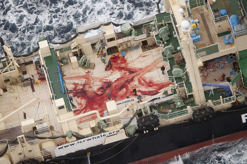 Japan keeps hunting whales