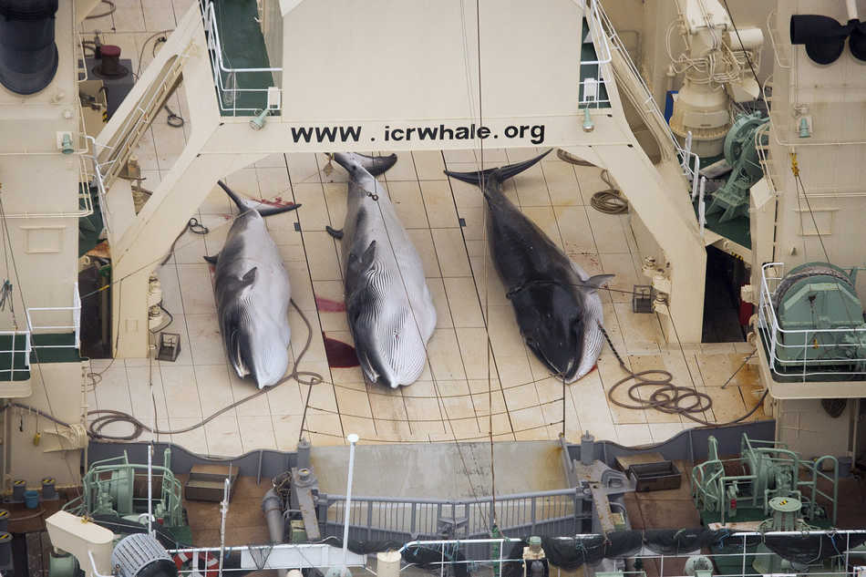 Japan keeps hunting whales