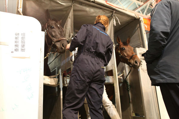 Horses arrive in Guangzhou for equestrian event