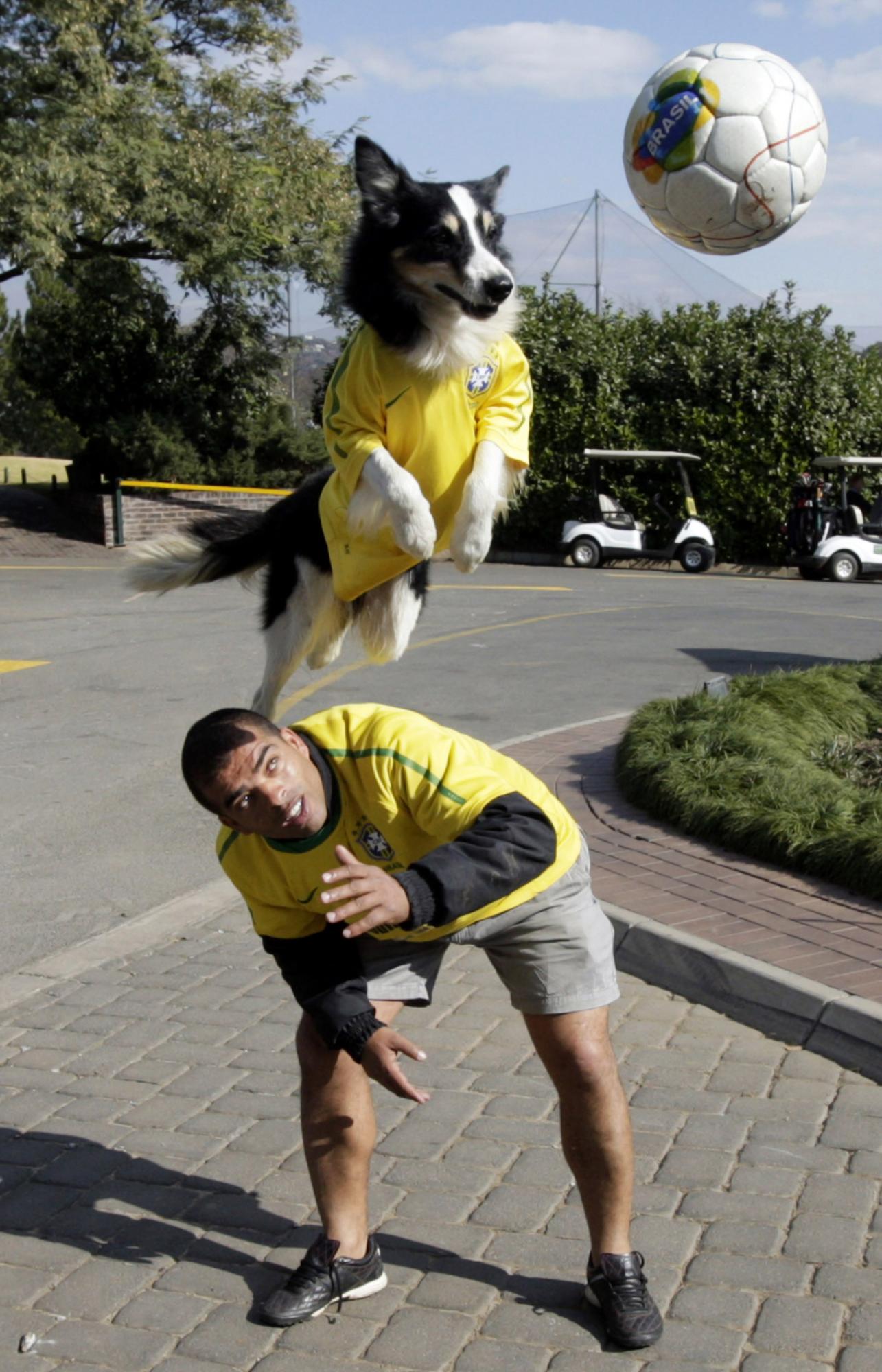 Soccer dog