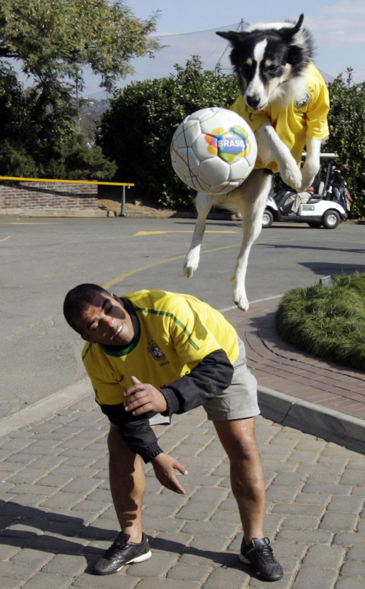 Soccer dog