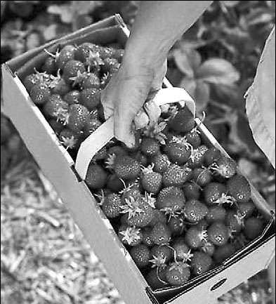 Sweet deal for strawberry pickers