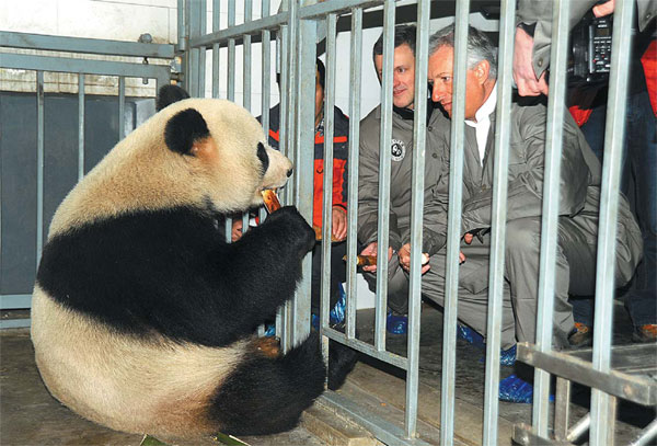 Panda pair heads to Belgium