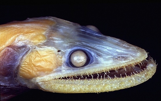 大洋深处的神秘怪物