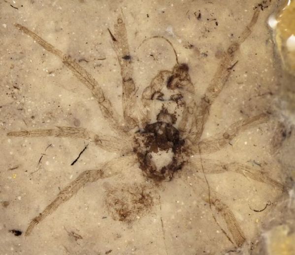 盘点全球八大珍贵化石：被压扁的侏罗纪蜘蛛化石