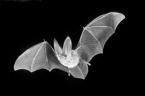 科学家揭开蝙蝠飞行之谜