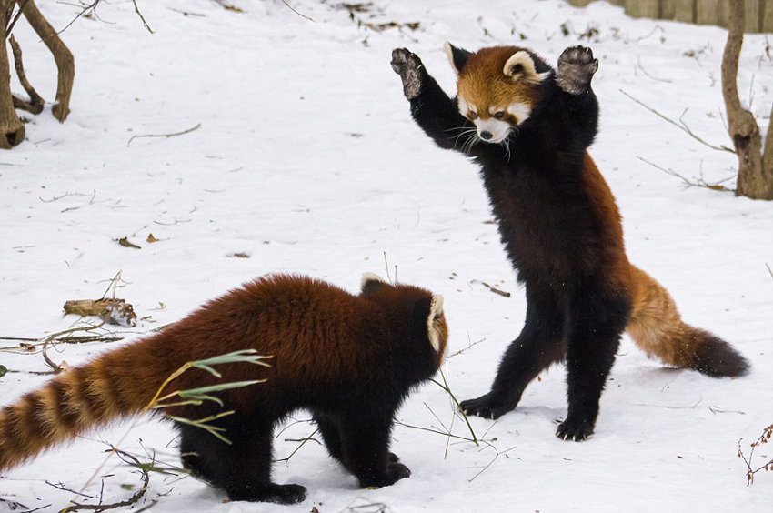 逗趣！美动物园小熊猫雪中嬉闹打滚(组图)