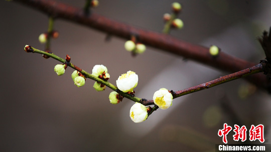 Plum blossoms open to spring
