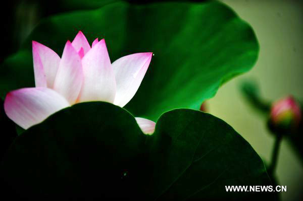 Lotus flower in full blossom
