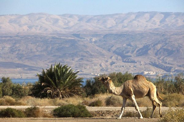 Not-so-deadly Dead Sea