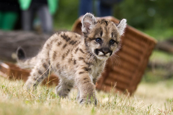 a puma cub