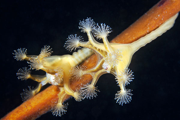 Alien-like marine life in Arctic Ocean