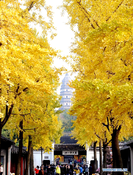 Autumn leaves of maidenhair trees in Huqiushan, Suzhou