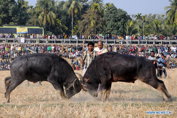 Traditional buffalo fight in India