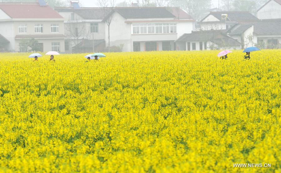 Rape flowers in full bloom in NW China