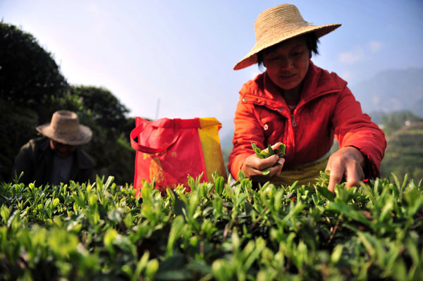 Spring tea season