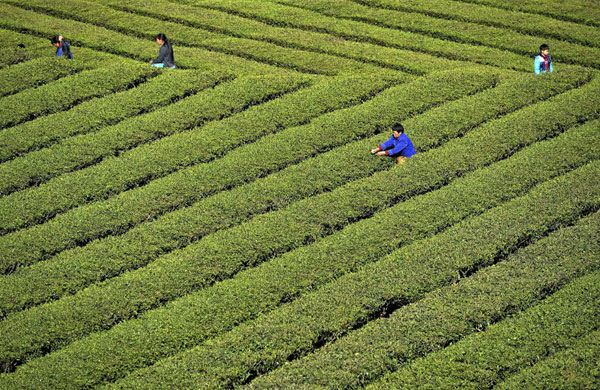 Spring tea season