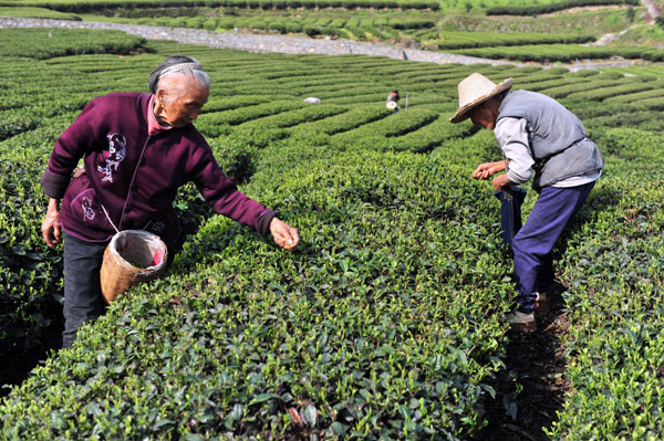 Spring tea season