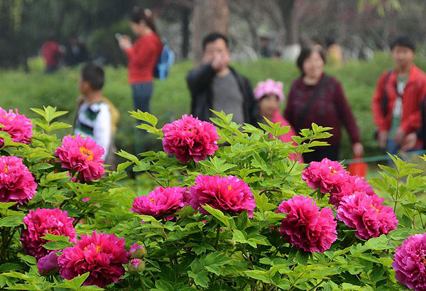 Peony flowers attract visitors in Luoyang