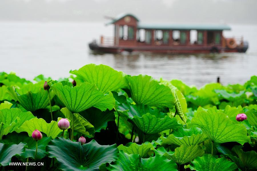 Lotus season in China
