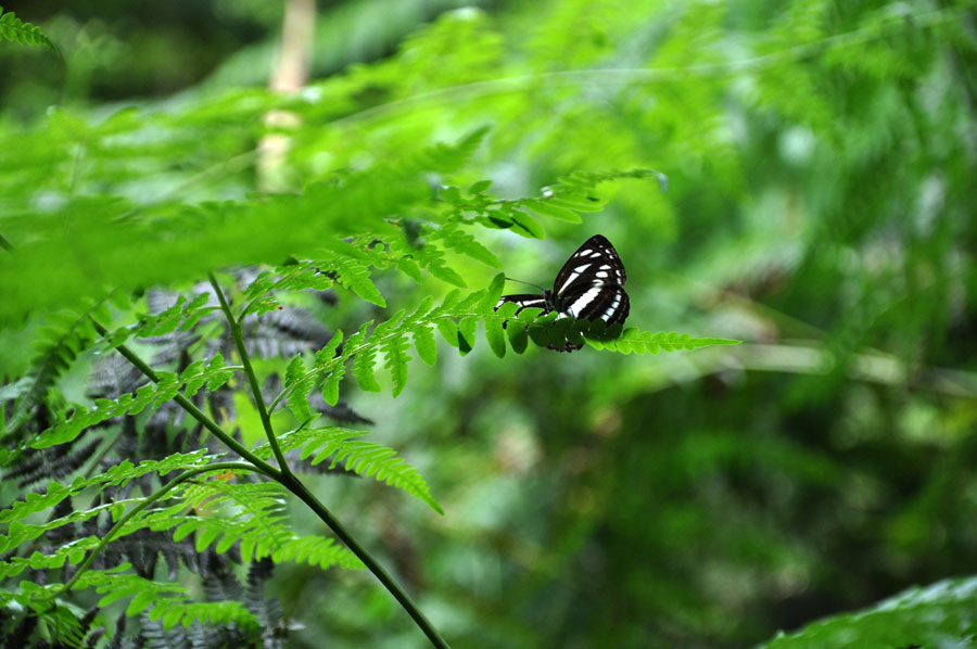 The bamboo sea in Chongqing