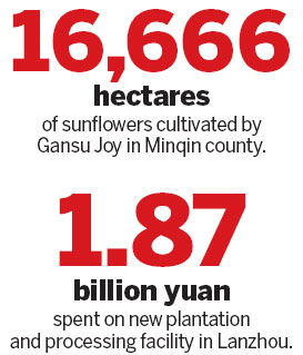 Fields of sunflowers star in Gansu