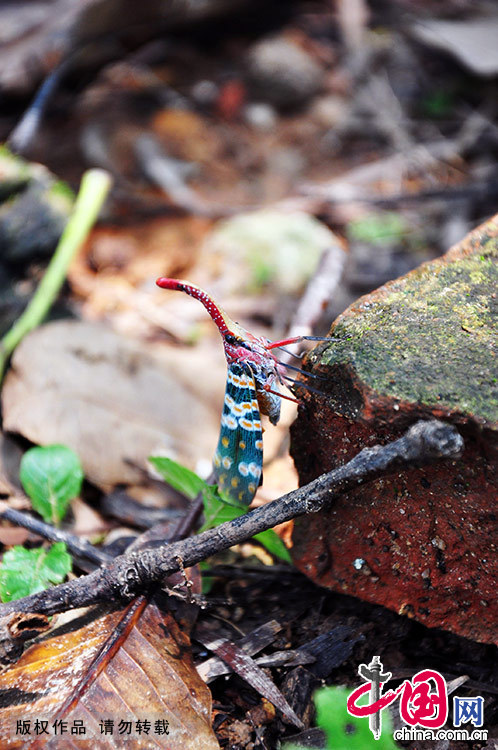 Luofu Mountain National Scenic Area in Guangdong