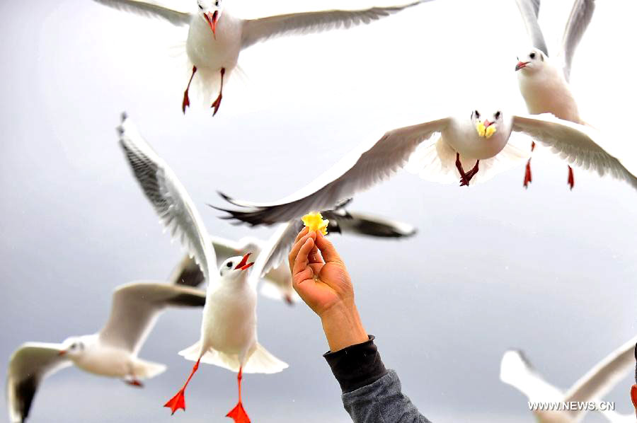 Red-billed gulls spend winter in Kunming