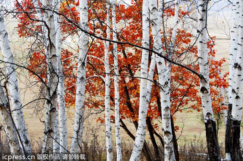 Birch trees enhance winter landscape