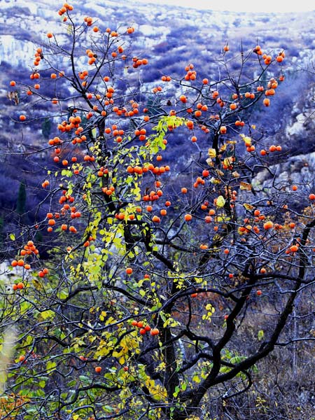 Villages of persimmons