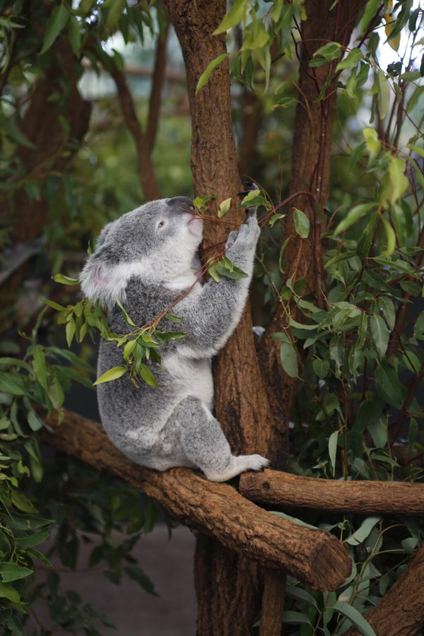 Adorable creatures in the Lone Pine Koala Sanctuary in Australia