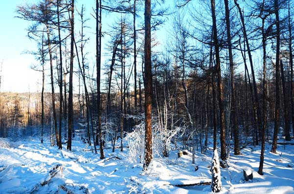 Moerdaoga National Forest Park, a pure white wonderland