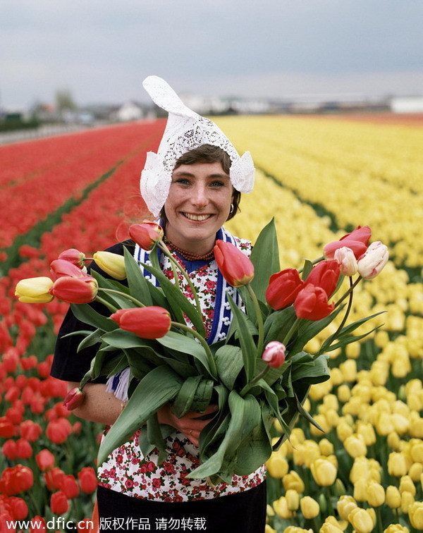 The Netherlands, a kingdom of tulips