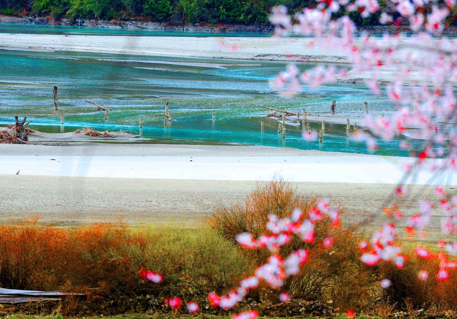 Peach flower destination: Galang village in Tibet