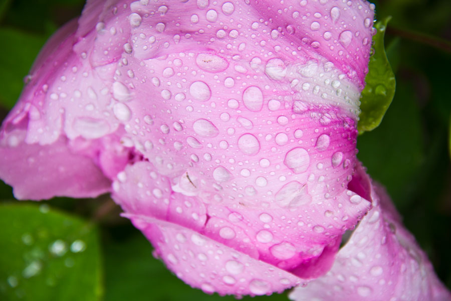 Bloom and bust: Jingshan Park's Peony Festival