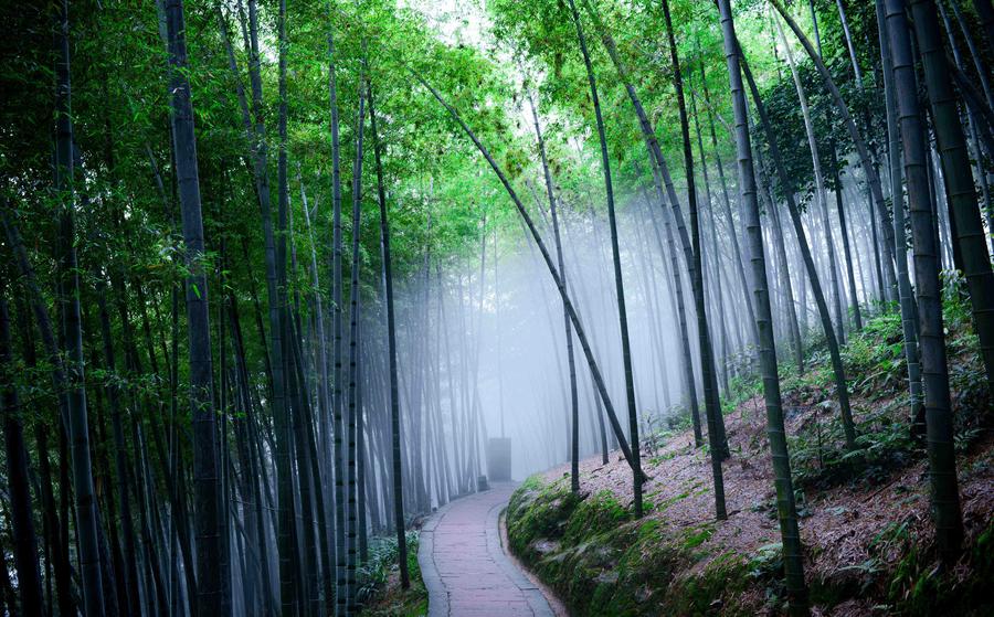 Scenery of Bamboo Sea in Sichuan