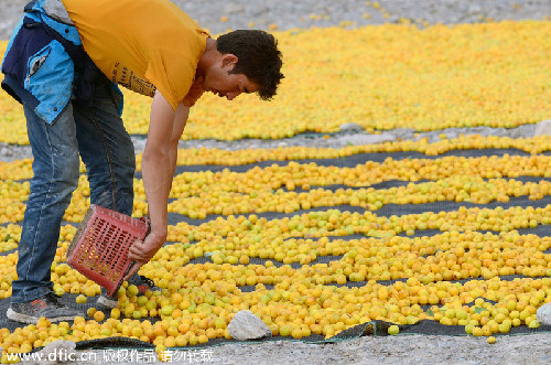 Beautiful blossoms and harvests of Xinjiang