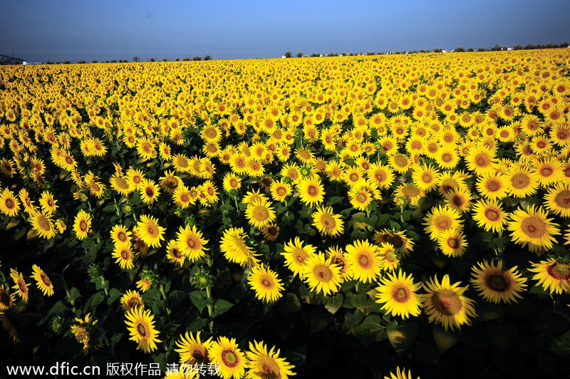 Beautiful blossoms and harvests of Xinjiang