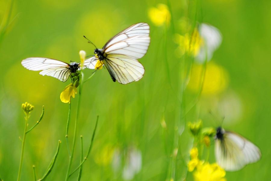 Cole flowers bloom in Bolo, China's Tibet