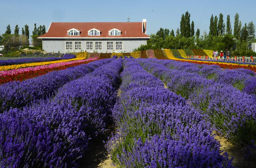 China's lavender town: Xinjiang Ili River Valley