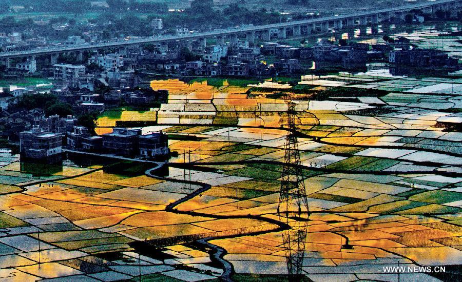 Paddy fields in Guangxi's Baisha village