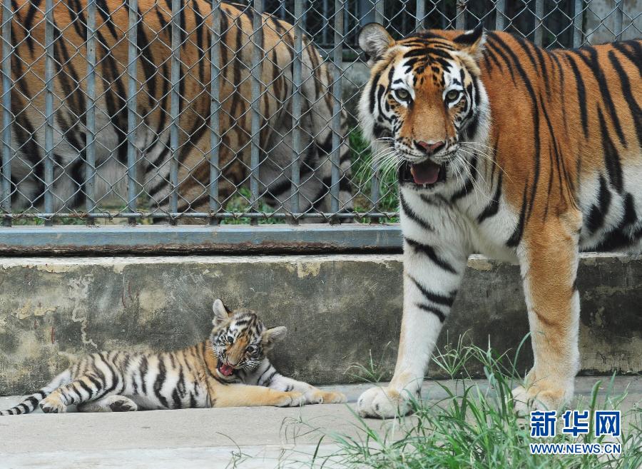 Young tiger says hello to visitors