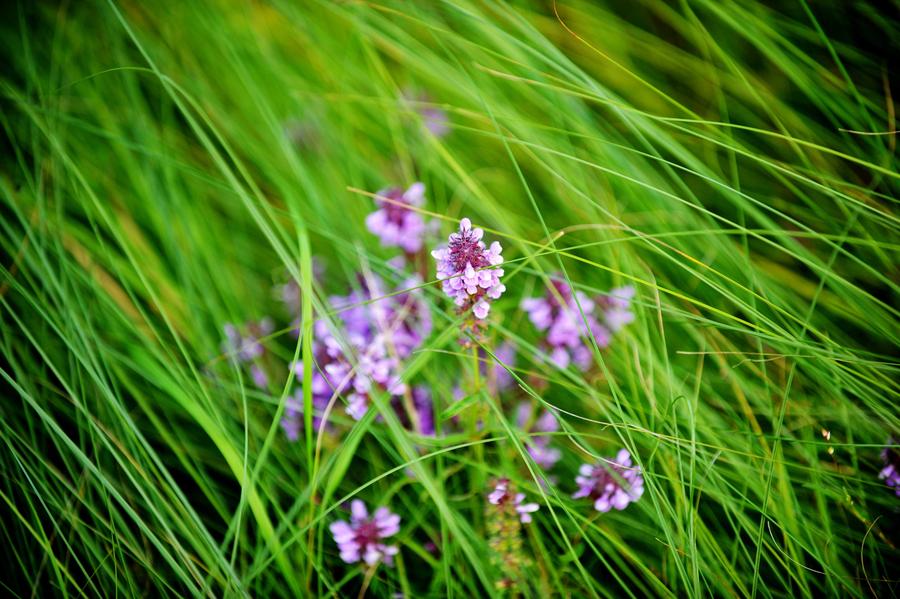 Charming wetland around Khanka Lake