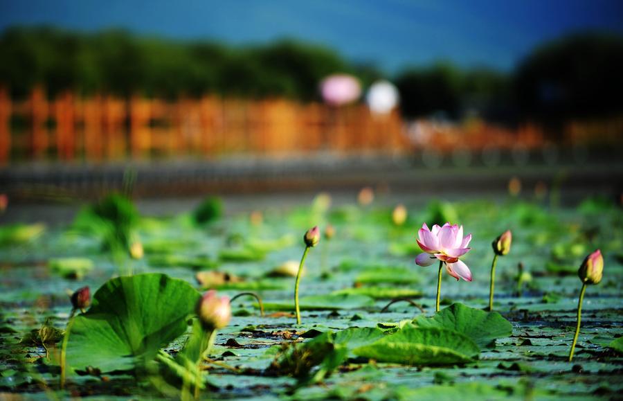 Scenery at wetland of Heixiazi Island in NE China