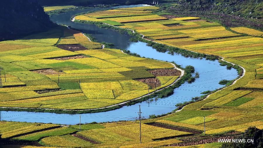 Scenery of rice fields in SW China's Yunnan