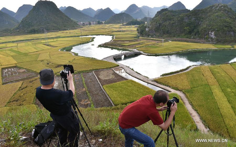 Scenery of rice fields in SW China's Yunnan