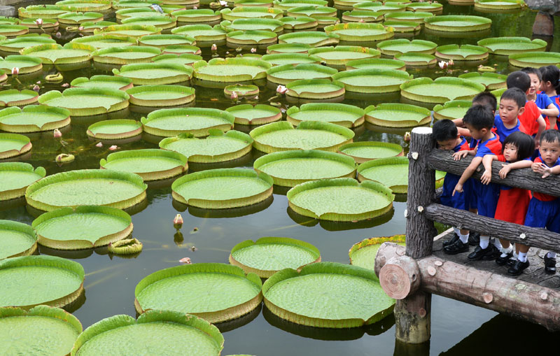 Aquatic plants exhibition attracts visitors in Taipei