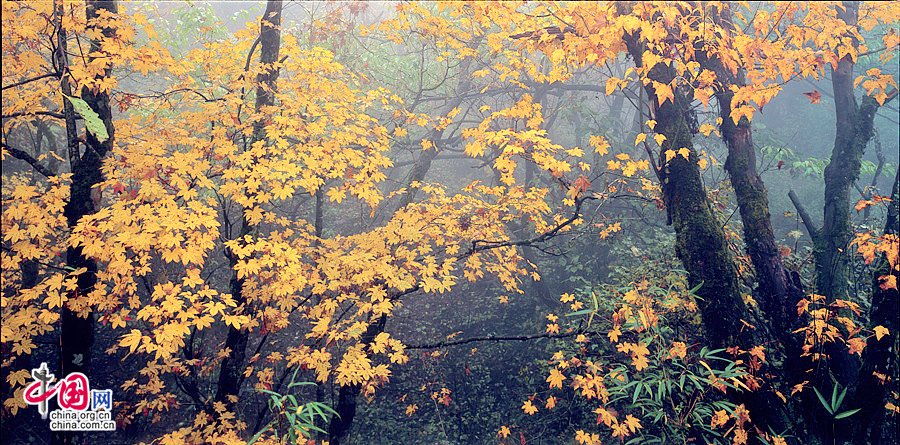 Colorful autumn of Emei Mountain