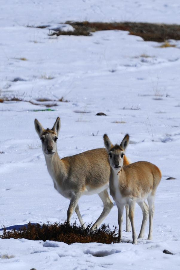 Ali in Tibet: Heaven for wild animals