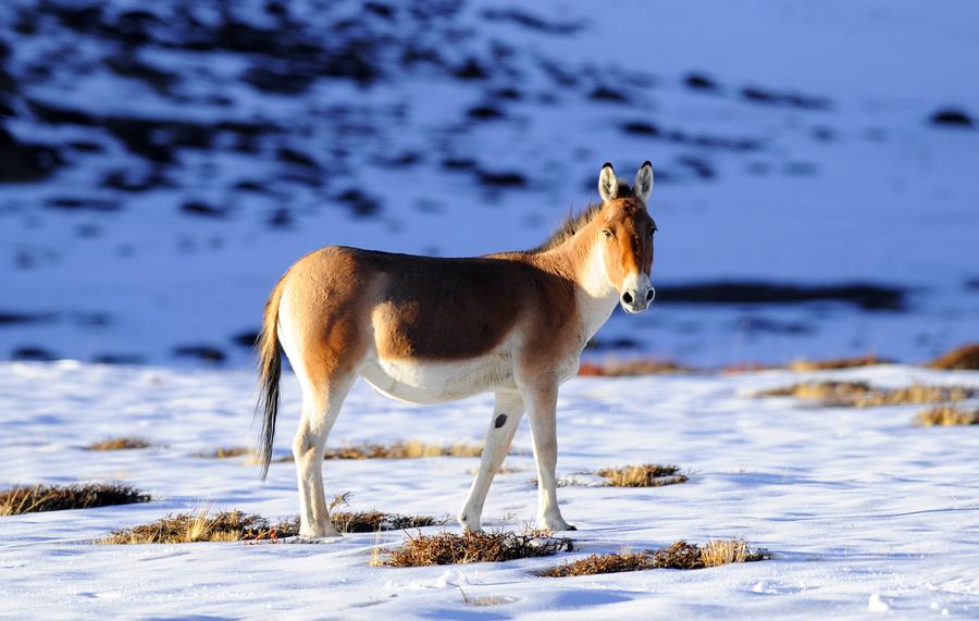 Ali in Tibet: Heaven for wild animals